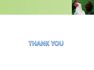 Infectious laryngeotracheitis