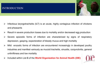 INTRODUCTION
 Infectious laryngotracheitis (ILT) is an acute, highly contagious infection of chickens
and pheasants
 Result in severe production losses due to mortality and/or decreased egg production
 Severe epizootic forms of infection are characterized by signs of respiratory
depression, gasping, expectoration of bloody mucus and high mortality
 Mild enzootic forms of infection are encountered increasingly in developed poultry
industries and manifest variously as mucoid tracheitis, sinusitis, conjunctivitis, general
unthriftiness and low mortality
 Included within List B of the World Organization for Animal Health (OIE)
 