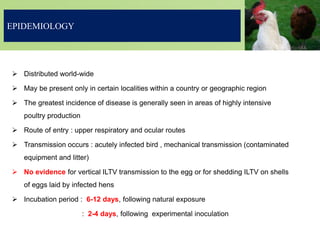 EPIDEMIOLOGY
 Distributed world-wide
 May be present only in certain localities within a country or geographic region
 The greatest incidence of disease is generally seen in areas of highly intensive
poultry production
 Route of entry : upper respiratory and ocular routes
 Transmission occurs : acutely infected bird , mechanical transmission (contaminated
equipment and litter)
 No evidence for vertical ILTV transmission to the egg or for shedding ILTV on shells
of eggs laid by infected hens
 Incubation period : 6-12 days, following natural exposure
: 2-4 days, following experimental inoculation
 