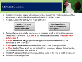 VIRAL REPLICATION
 Initiation of infection begins with receptor binding through the initial interactions of the
virus genome with the host transcriptional machinery in the nucleus
 Herpesviruses enter cells by two major pathways
 Fusion of virion and cellular membranes is mediated by gB and the gH /gL complex
 Three classes of mRNA- α, ß and ɤ are transcribed in sequence by cellular RNA
polymerase II
 α RNA (immediate early) - processed appropriately to become mRNAs, are
translated to form α proteins
 ß RNA ( early RNA) - the translation of which produces ß (early) proteins
 ɤ RNA (late) mRNAs, which are transcribed from sequences situated throughout the
genome are translated into ɤ proteins
 Viral DNA replication then commences, utilizing some of the viral α and ß proteins, in
• addition to host-cell proteins.
1. Fusion of the virion
envelope with the
plasma membrane
2. Membrane fusion
after virion uptake by
endocytosis
 