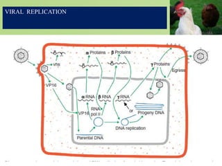 VIRAL REPLICATION
 