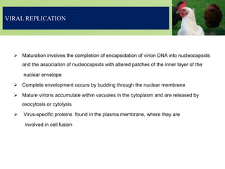 VIRAL REPLICATION
 Maturation involves the completion of encapsidation of virion DNA into nucleocapsids
and the association of nucleocapsids with altered patches of the inner layer of the
nuclear envelope
 Complete envelopment occurs by budding through the nuclear membrane
 Mature virions accumulate within vacuoles in the cytoplasm and are released by
exocytosis or cytolysis
 Virus-specific proteins found in the plasma membrane, where they are
involved in cell fusion
 