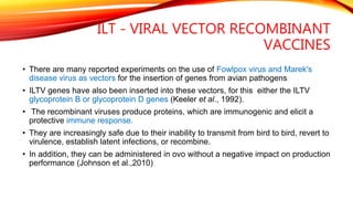 Vector Ilt Infectious laryngotracheitis - poultry | PPTX