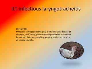 ILT infectious laryngotracheitis
DEFINITION
Infectious laryngotracheitis (ILT) is an acute viral disease of
chickens, and, rarely, pheasants and peafowl characterized
by marked dyspnea, coughing, gasping, and expectoration
of bloody exudate.
 