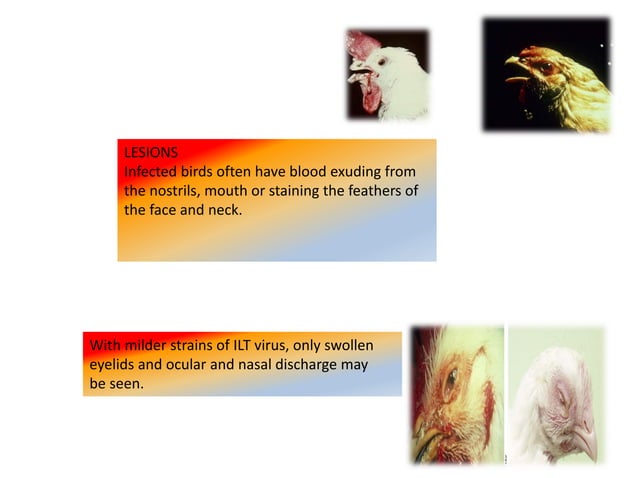 ILT infectious laryngiotrachitis.pdf