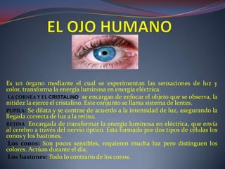 Es un órgano mediante el cual se experimentan las sensaciones de luz y
color, transforma la energía luminosa en energía eléctrica.
LA CORNEA Y EL CRISTALINO, se encargan de enfocar el objeto que se observa, la
nitidez la ejerce el cristalino. Este conjunto se llama sistema de lentes.
PUPILA: Se dilata y se contrae de acuerdo a la intensidad de luz, asegurando la
llegada correcta de luz a la retina.
RETINA. Encargada de transformar la energía luminosa en eléctrica, que envía
al cerebro a través del nervio óptico. Esta formado por dos tipos de células los
conos y los bastones.
Los conos: Son pocos sensibles, requieren mucha luz pero distinguen los
colores. Actúan durante el día.
Los bastones: Todo lo contrario de los conos.
 