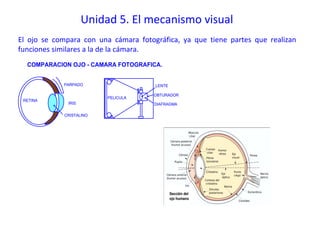 Unidad 5. El mecanismo visual
El ojo se compara con una cámara fotográfica, ya que tiene partes que realizan
funciones similares a la de la cámara.
  COMPARACION OJO - CAMARA FOTOGRAFICA.


            PARPADO                   LENTE

                                      OBTURADOR
                          PELICULA
 RETINA
              IRIS                    DIAFRAGMA

            CRISTALINO
 