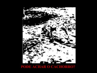 PODE ACHAR O CACHORRO?  