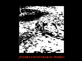 ¿PUEDES ENCONTRAR EL PERRO?