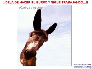 ¡¡DEJA DE HACER EL BURRO Y SIGUE TRABAJANDO…!!                                      