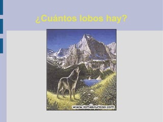 ¿Cuántos lobos hay?
