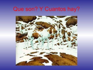 Que son? Y Cuantos hay?