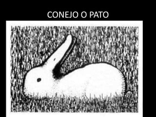 CONEJO O PATO
 