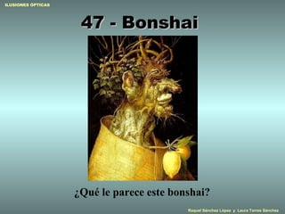 47 - Bonshai  ¿Qué le parece este bonshai? 