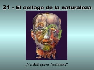 21 -  El collage de la naturaleza ¿Verdad que es fascinante? 