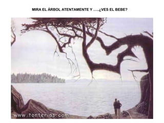 MIRA EL ÁRBOL ATENTAMENTE Y …..¿VES EL BEBE?
 