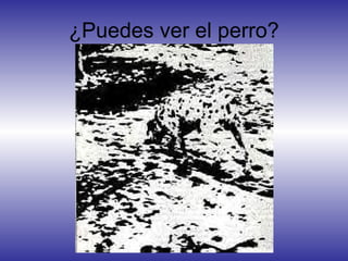 ¿Puedes ver el perro?
 