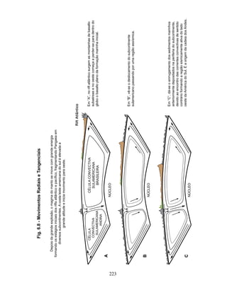 Fig. 6.8 - Movimentos Radiais e Tangenciais

          Depois da grande explosão, o magma do manto se move com grande energia
      formando os estágios iniciais dos rifts atlântico e pacífico, fragmentando Pangaea em
              diversos subcontinentes. A costa leste americana do sul é elevada a
                         grande altitude e inicia movimento para oeste.


                                                                                              Rift Atlântico

                 CÉLULA                         CÉLULA CONVECTIVA                                         Em “A”, no rift atlântico surgem as montanhas de basalto
                  CONVECTIVA                      SULAMERICANA                                            subaéreas e no oeste começa a perder-se para dentro do
                    SULAMERICANA                    BRASILEIRA                                            globo o basalto plano da formação marinha inicial.
                        ANDINA
      A
                                              NÚCLEO




223
                                                                                                          Em “B”, vê-se o deslocamento do subcontinente
                                                                                                          sulamericano passando por uma região assísmica.


      B
                                              NÚCLEO




                                                                                                          Em “C”, dá-se o enrrugamento dos sedimentos marinhos
                                                                                                          anteriormente depositados na periferia do subcontinente,
                                                                                                          devido ao encontro das correntes convectivas de sentido
                                                                                                          contrário formando a região sismicamente ativa do lado
      C                                                                                                   oeste da América do Sul. É a origem da cadeia dos Andes.
                                              NÚCLEO
 
