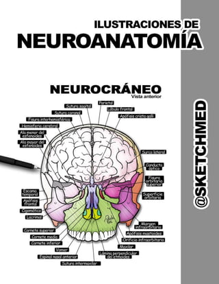 Ilustraciones De Neuroanatomía.pdf