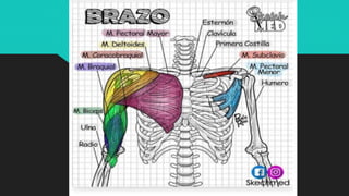 Ilustraciones Médicas