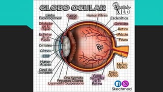 Ilustraciones Médicas