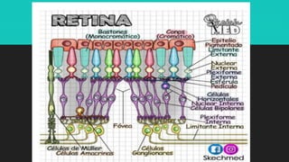 Ilustraciones Médicas