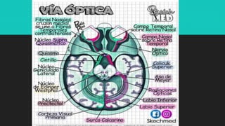 Ilustraciones Médicas