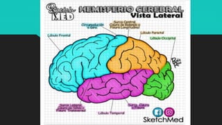 Ilustraciones Médicas