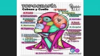 Ilustraciones Médicas