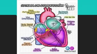 Ilustraciones Médicas