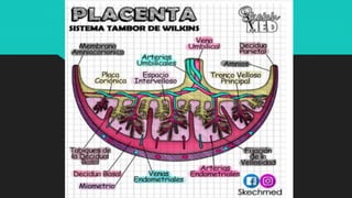 Ilustraciones Médicas