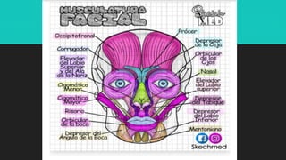 Ilustraciones Médicas