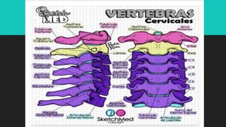 Ilustraciones Médicas