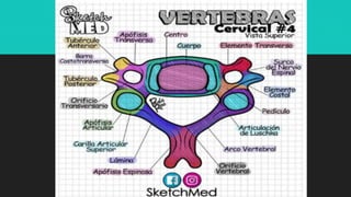 Ilustraciones Médicas