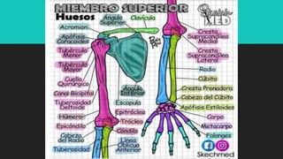 Ilustraciones Médicas