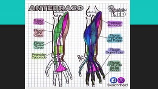 Ilustraciones Médicas