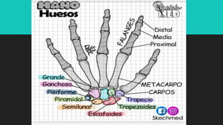 Ilustraciones Médicas
