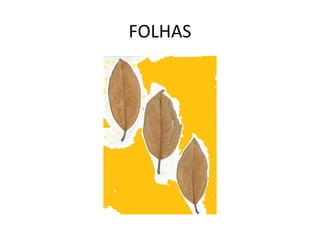 FOLHAS 