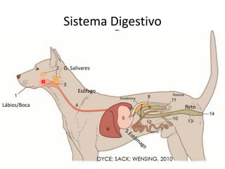 Sistema Digestivo
Lábios/Boca
G. Salivares
Duodeno
Esôfago
Jejuno
Íliocecal
IG Reto
 