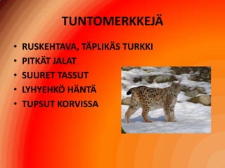 TUNTOMERKKEJÄRUSKEHTAVA, TÄPLIKÄS TURKKIPITKÄT JALATSUURET TASSUTLYHYEHKÖ HÄNTÄTUPSUT KORVISSA