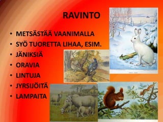 RAVINTOMETSÄSTÄÄ VAANIMALLASYÖ TUORETTA LIHAA, ESIM.JÄNIKSIÄORAVIALINTUJAJYRSIJÖITÄLAMPAITA
