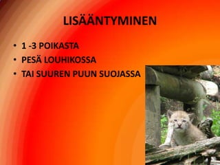 LISÄÄNTYMINEN1 -3 POIKASTAPESÄ LOUHIKOSSATAI SUUREN PUUN SUOJASSA