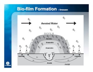 Bio-film Formation –– Dreeszen
Bio-film              Dreeszen
 