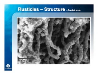 Rusticles – Structure –– Frankel et. al.
                         Frankel et. al.
 