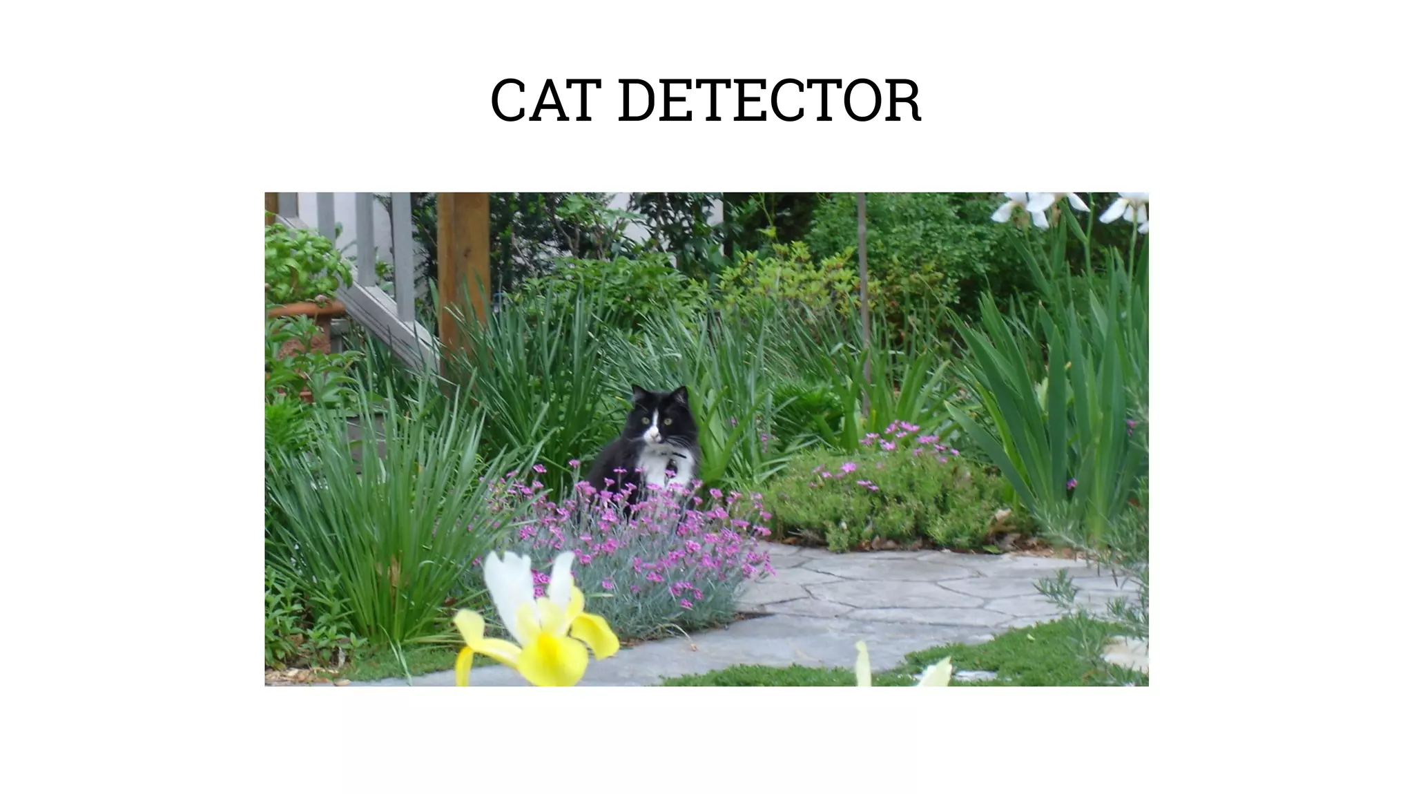 CAT DETECTOR 
 