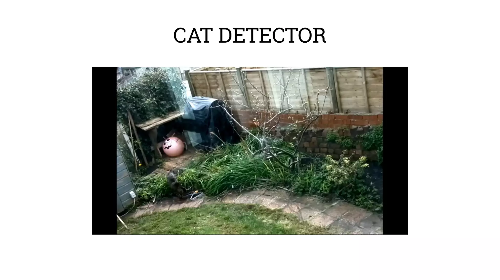 CAT DETECTOR 
 