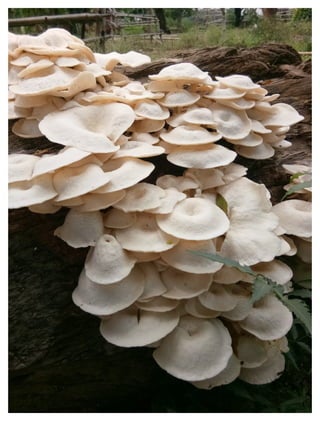Wild Edible Mushrooms