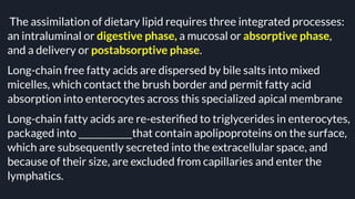 The assimilation of dietary lipid requires three integrated processes:
an intraluminal or digestive phase, a mucosal or absorptive phase,
and a delivery or postabsorptive phase.
Long-chain free fatty acids are dispersed by bile salts into mixed
micelles, which contact the brush border and permit fatty acid
absorption into enterocytes across this specialized apical membrane
Long-chain fatty acids are re-esteriﬁed to triglycerides in enterocytes,
packaged into ____________that contain apolipoproteins on the surface,
which are subsequently secreted into the extracellular space, and
because of their size, are excluded from capillaries and enter the
lymphatics.
 