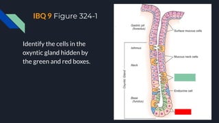 IBQ 9 Figure 324-1
Identify the cells in the
oxyntic gland hidden by
the green and red boxes.
 