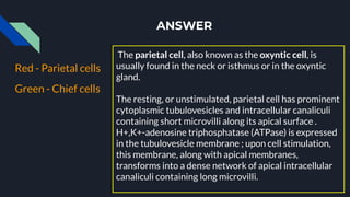 ANSWER
Red - Parietal cells
Green - Chief cells
The parietal cell, also known as the oxyntic cell, is
usually found in the neck or isthmus or in the oxyntic
gland.
The resting, or unstimulated, parietal cell has prominent
cytoplasmic tubulovesicles and intracellular canaliculi
containing short microvilli along its apical surface .
H+,K+-adenosine triphosphatase (ATPase) is expressed
in the tubulovesicle membrane ; upon cell stimulation,
this membrane, along with apical membranes,
transforms into a dense network of apical intracellular
canaliculi containing long microvilli.
 